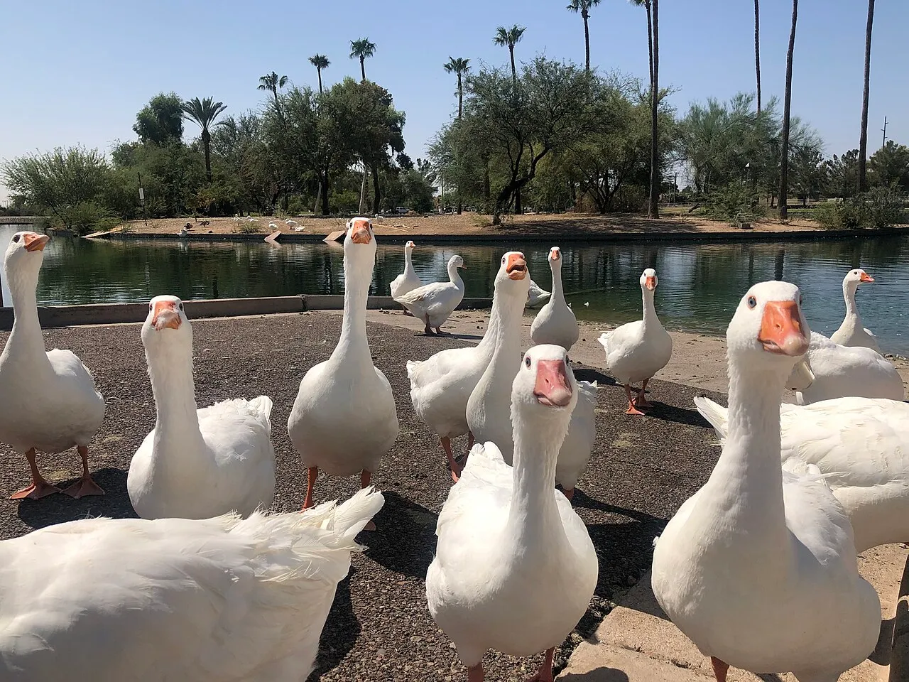 Chaparral Lake in Chaparral Park, Scottsdale — a green oasis along the Indian Bend Wash Greenbelt path