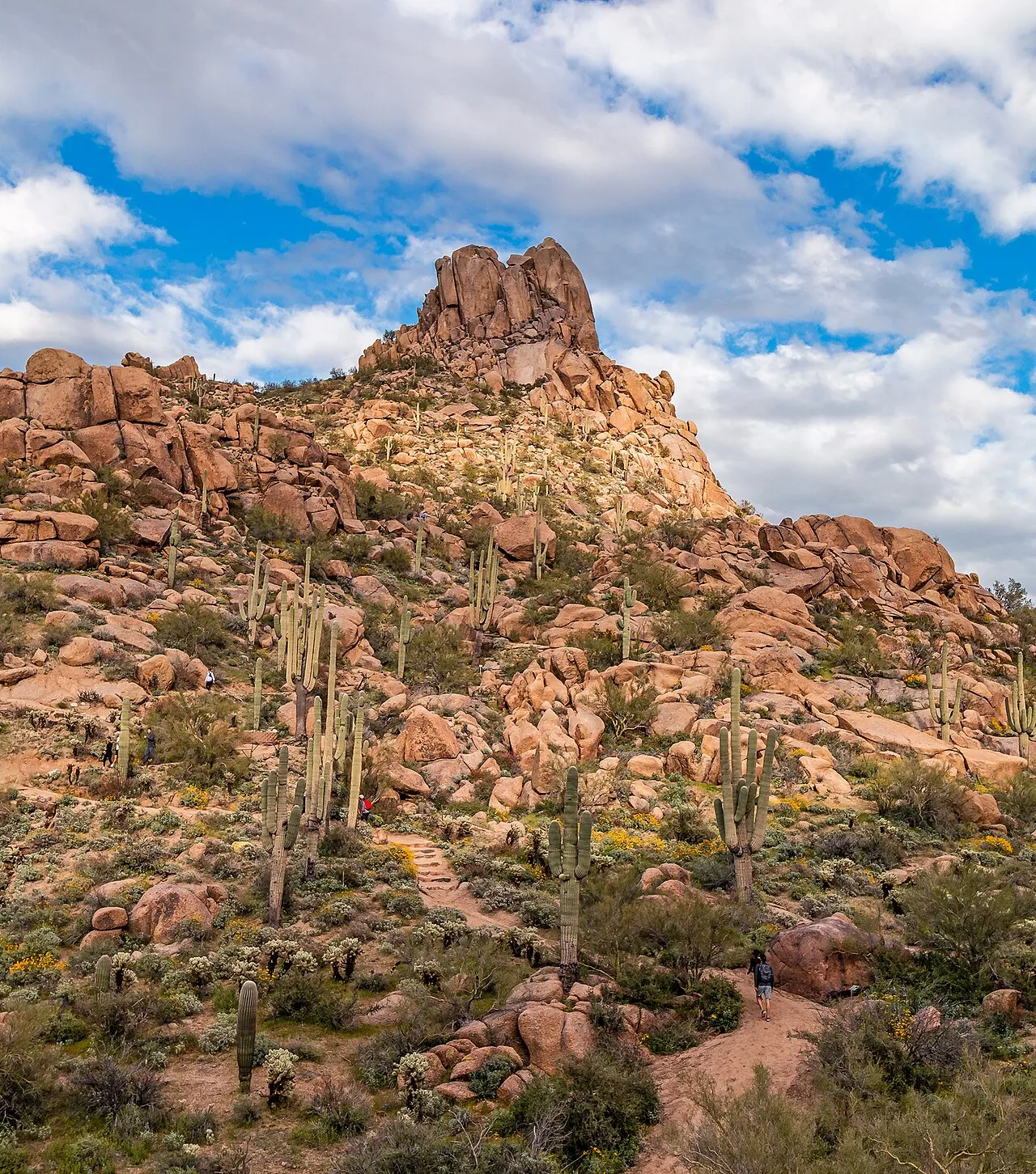 Pinnacle Peak's granite summit above a saguaro-studded slope in spring bloom, with hikers on the trail below
