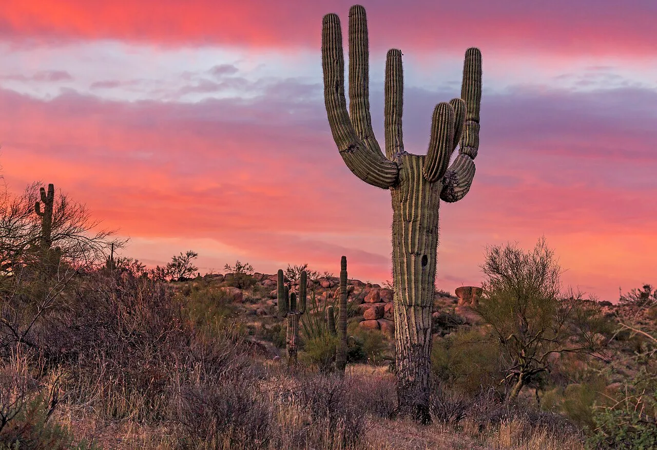 A saguaro cactus silhouetted against a glowing Arizona desert sunrise near a Scottsdale hiking trail