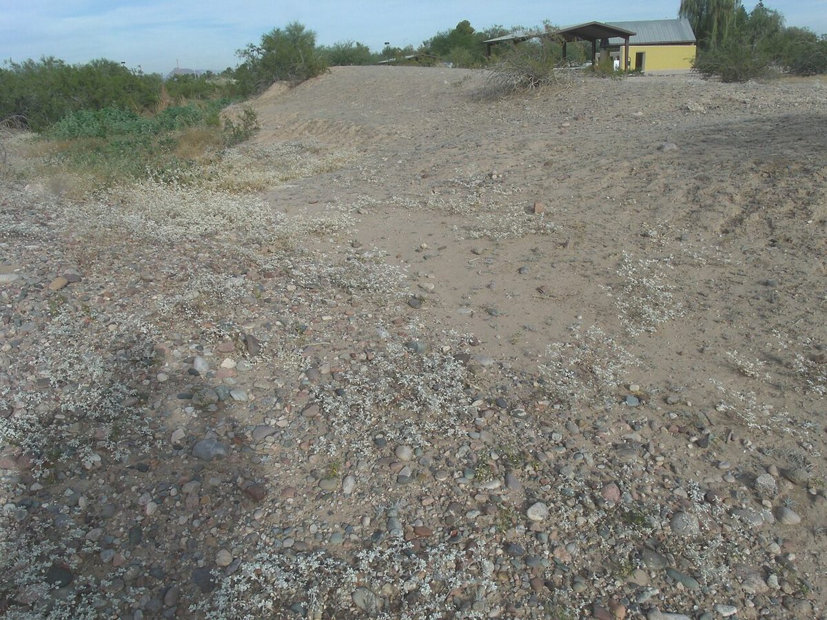 A preserved prehistoric Hohokam canal channel at the Park of the Canals in Mesa, Arizona, a broad shallow earthen trench between desert trees