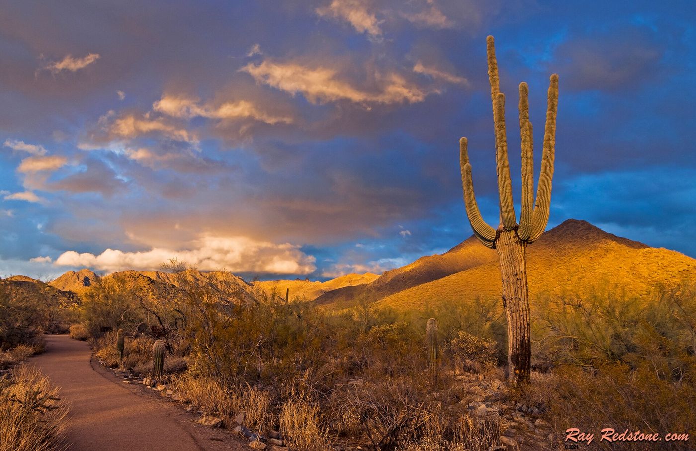Saguaro cactus along a hiking path at dusk in Scottsdale, Arizona