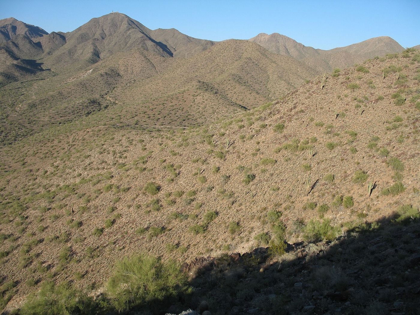 Sonoran Desert hillside in Scottsdale with saguaros and desert scrub, land of the kind protected by the McDowell Sonoran Preserve